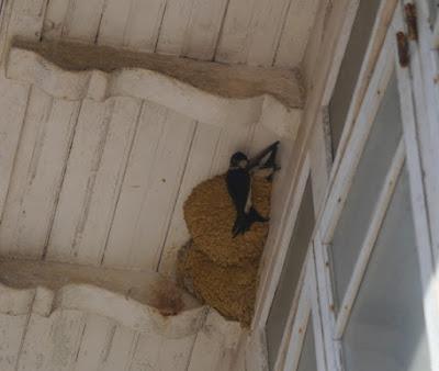 Avión común, efecto colonia