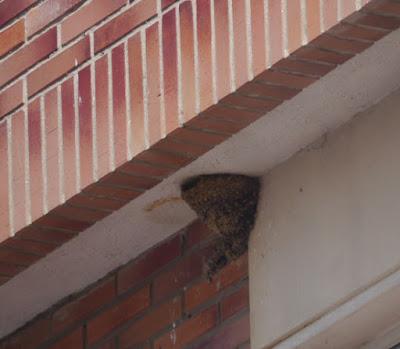 Avión común, efecto colonia