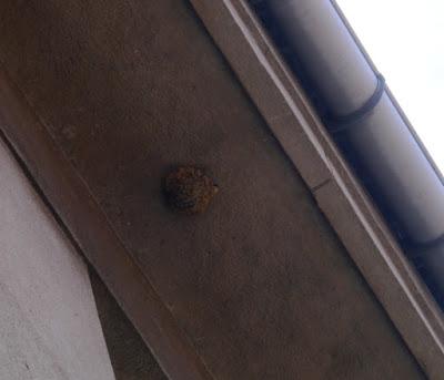 Avión común, efecto colonia