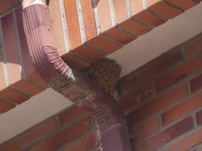 Avión común, efecto colonia