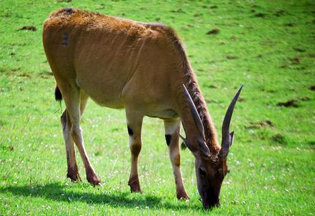 La Fauna de Cabárceno