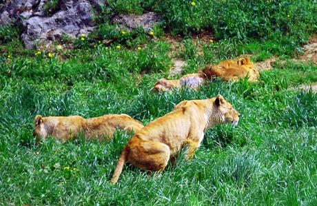 La Fauna de Cabárceno