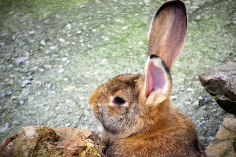 La Fauna de Cabárceno