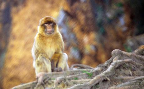 La Fauna de Cabárceno