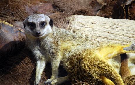 La Fauna de Cabárceno