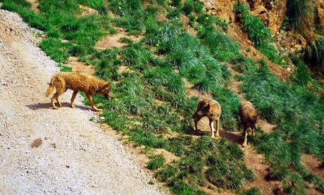 La Fauna de Cabárceno