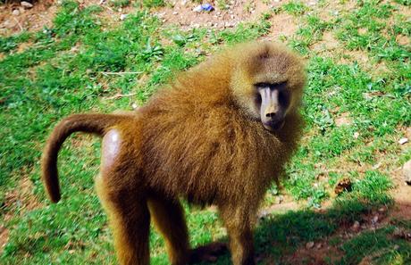 La Fauna de Cabárceno