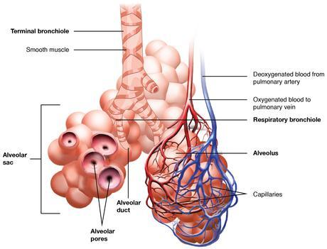 alveolo