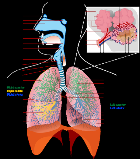 respiratory sistem