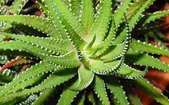 Pomada para hemorroides de aloe vera