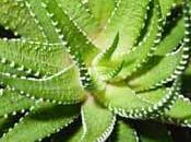 Pomada para hemorroides aloe vera