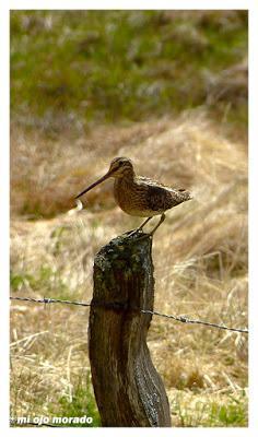 Animales por Islandia