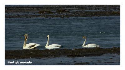 Animales por Islandia