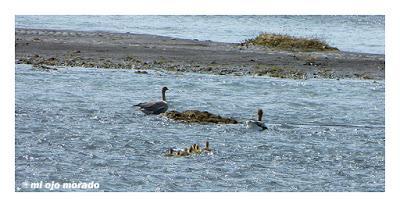 Animales por Islandia