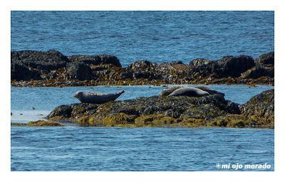 Animales por Islandia