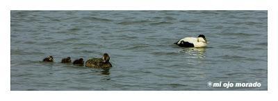 Animales por Islandia