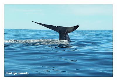 Animales por Islandia