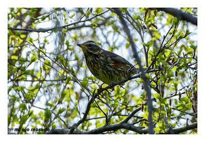 Animales por Islandia