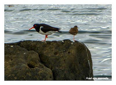Animales por Islandia