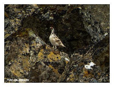 Animales por Islandia