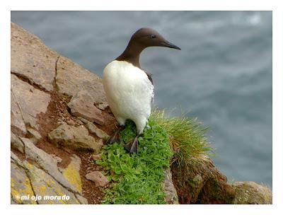 Animales por Islandia