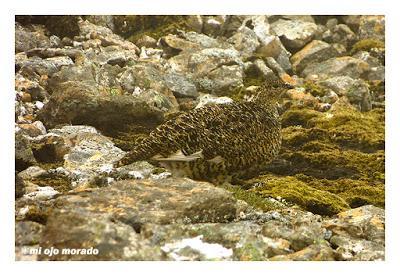 Animales por Islandia