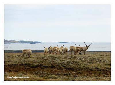 Animales por Islandia