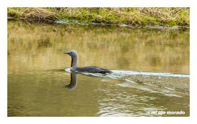 Animales por Islandia