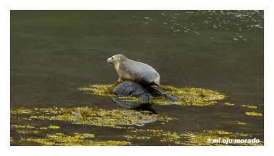 Animales por Islandia