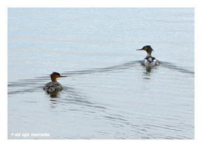 Animales por Islandia