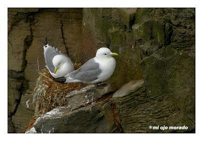 Animales por Islandia