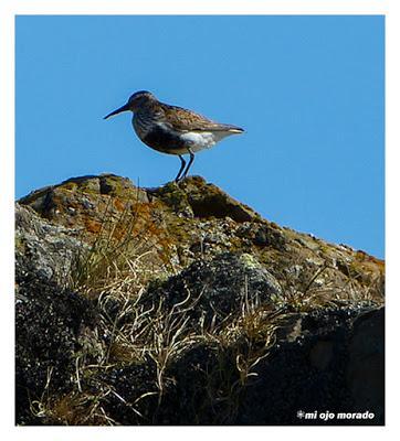 Animales por Islandia