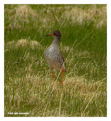Animales por Islandia
