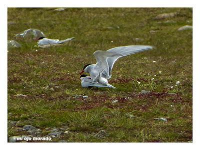Animales por Islandia