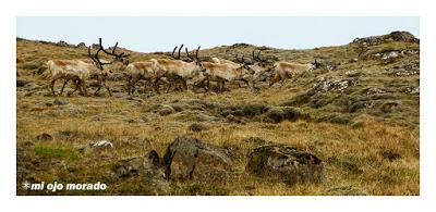 Animales por Islandia