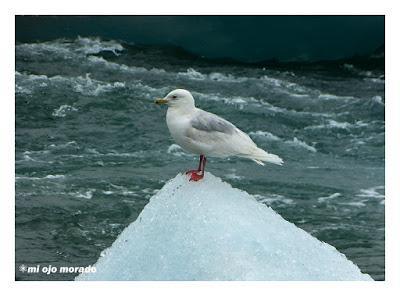 Animales por Islandia