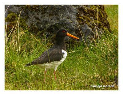 Animales por Islandia