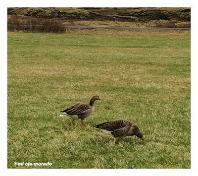 Animales por Islandia