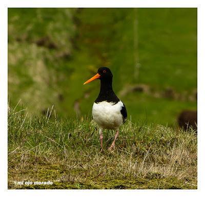 Animales por Islandia