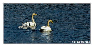 Animales por Islandia