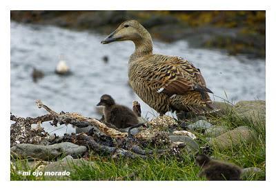 Animales por Islandia