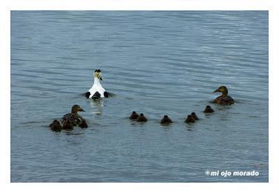 Animales por Islandia