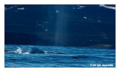 Animales por Islandia