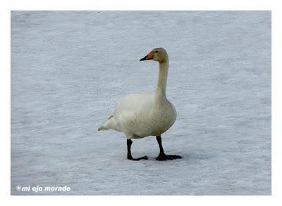 Animales por Islandia