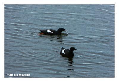 Animales por Islandia
