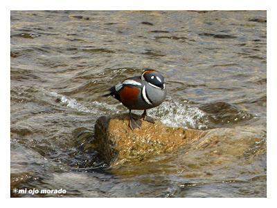 Animales por Islandia