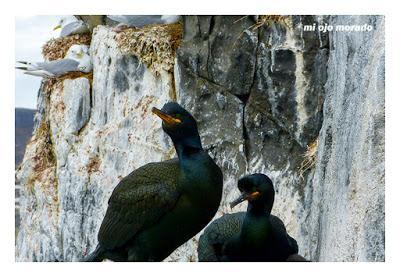 Animales por Islandia