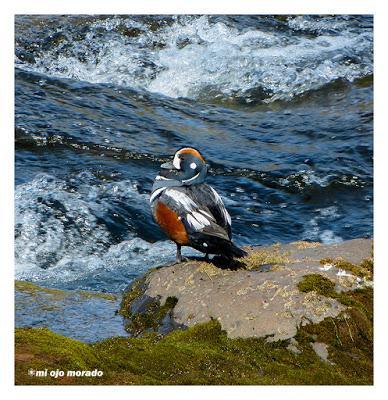 Animales por Islandia
