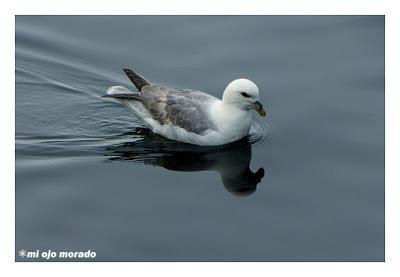 Animales por Islandia