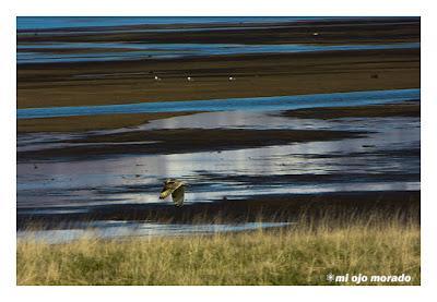 Animales por Islandia
